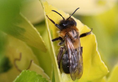 Réf. 339 715 : Andrena nitida